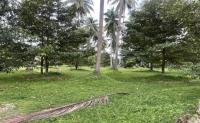 https://xn--www-pkl4a5c5d8af2h9bbc3a67a.ohoproperty.com/210087/ธนาคารกสิกรไทย/ขายที่ดินว่างเปล่า/ทุ่งปรัง/สิชล/นครศรีธรรมราช/