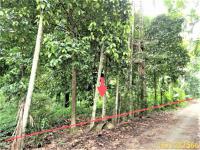 https://xn--www-pkl4a5c5d8af2h9bbc3a67a.ohoproperty.com/205087/ธนาคารกสิกรไทย/ขายที่ดินว่างเปล่า/จันดี/ฉวาง/นครศรีธรรมราช/