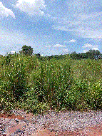 ที่ดินหลุดจำนอง ธ.ธนาคารกรุงเทพ ขุนทะเล เมืองสุราษฎร์ธานี สุราษฎร์ธานี